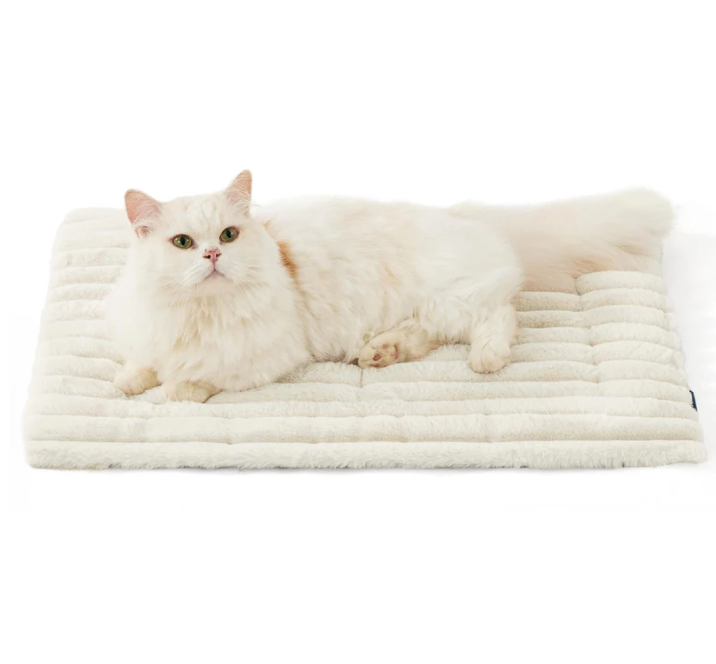 White cat lying on a plush white cushion with a white background